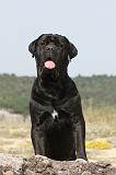 CANE CORSO 227